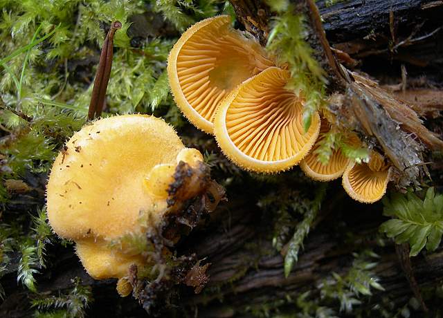 Macromiceti jurassiani � la lunga ricerca